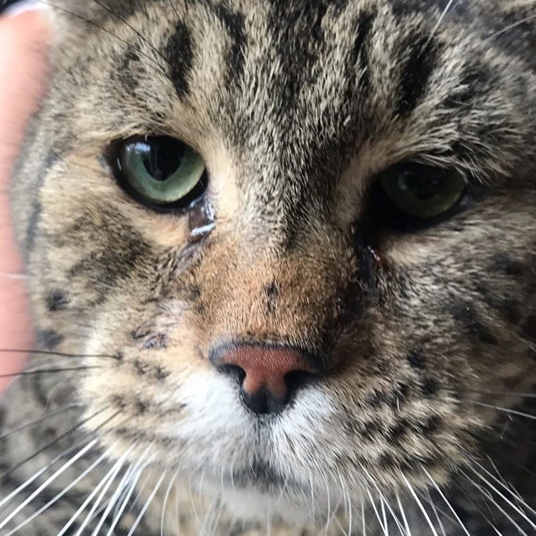 Il gatto più grande del mondo cerca casa