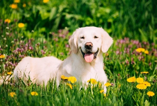 Proteggere con il bel tempo cani e gatti contro pulci zecche zanzare pappataci