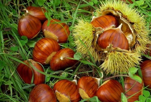 Castagna delizia dautunno da cibo povero a ingrediente di bellezza e ricette chic