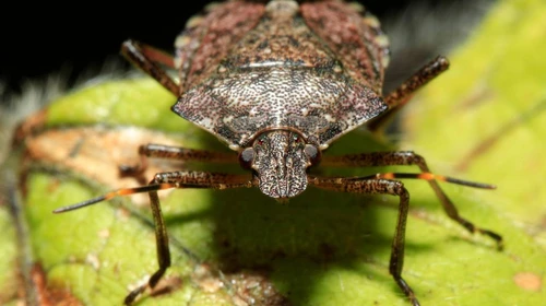 Cimice asiatica come proteggere casa orto e giardino