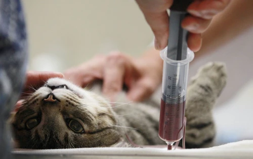 Cani e gatti donatori di sangue e le banche che lo raccolgono