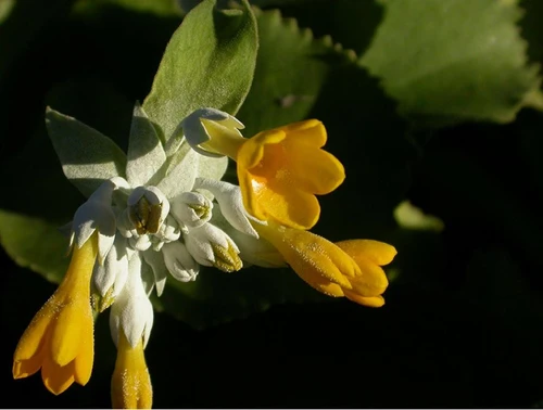 Tesori botanici le piante simbolo delle 20 regioni italiane