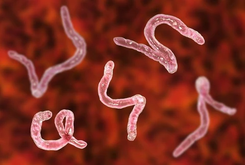 Vermi intestinali come prevenirli e curarli ma attenzione ai falsi medici