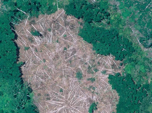 Attacco ai polmoni verdi del Pianeta ecco che cosa accadrebbe se si riducesse ancora il numero degli alberi