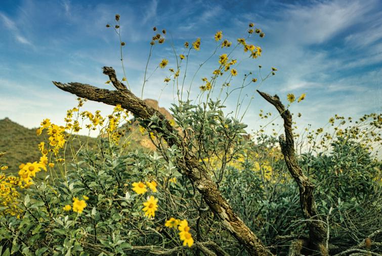 Arnica: proprietà, benefici e controindicazioni