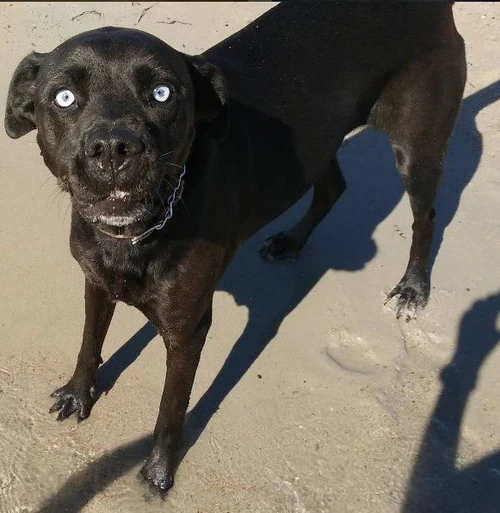 Cane conteso da una coppia di fatto separata il tribunale decide per laffido condiviso