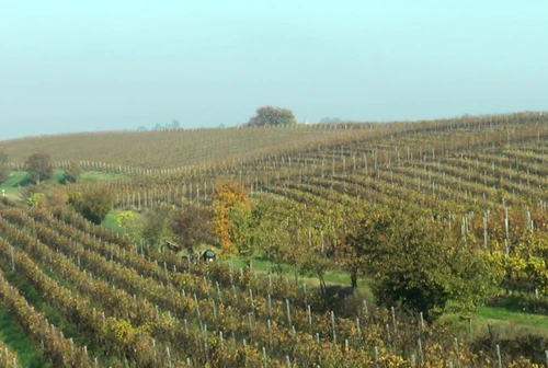 Colline e Oltre progetta la promozione dellOltrepò Pavese