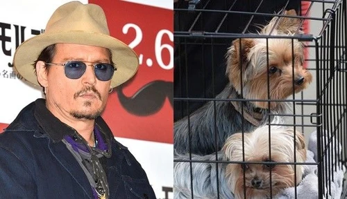 Il governo australiano minaccia di abbattere i due cani di Johnny Depp entrati illegalmente nel paese