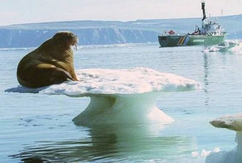 Altro che cento anni il permafrost rischia di sparire in dieci Lallarme del super esperto