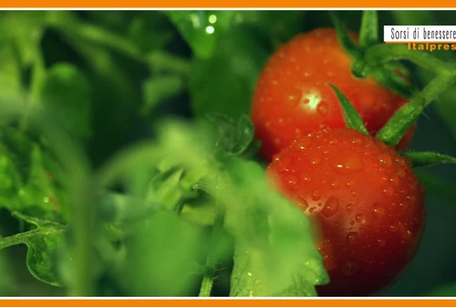 Sorsi di benessere  Il pomodoro Re dellestate