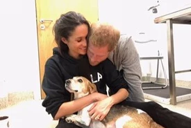 Meghan Markle in lutto per la morte del suo beagle Ecco cosa è successo alla villa a Montecito 