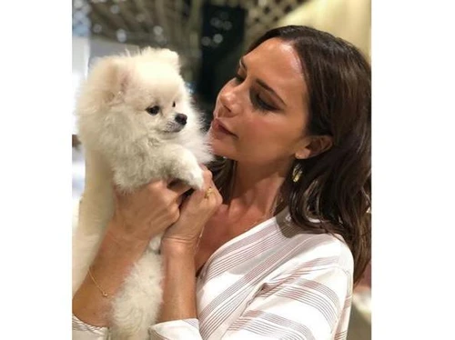 Ansia da Coronavirus Victoria Beckham Anche gli animali sono turbati Cosa si può fare per loro